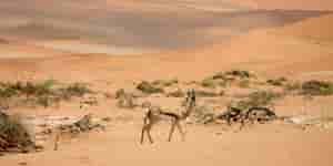 Namibia